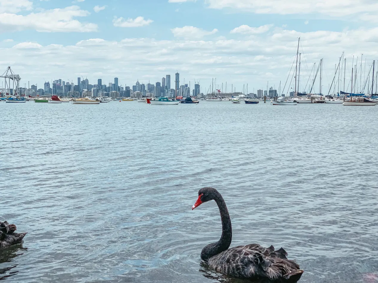 Black swan on Williamstown bay with the Melbourne skyline